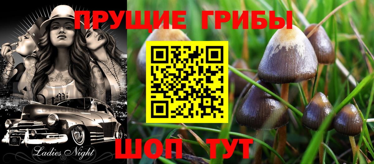Галлюциногенные грибы Psilocybe Шадринск